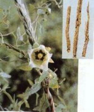   Codonopsis Pilosula Extract  